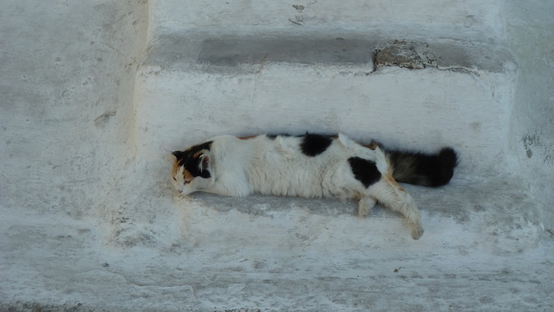 Mykonos cat 8.JPG